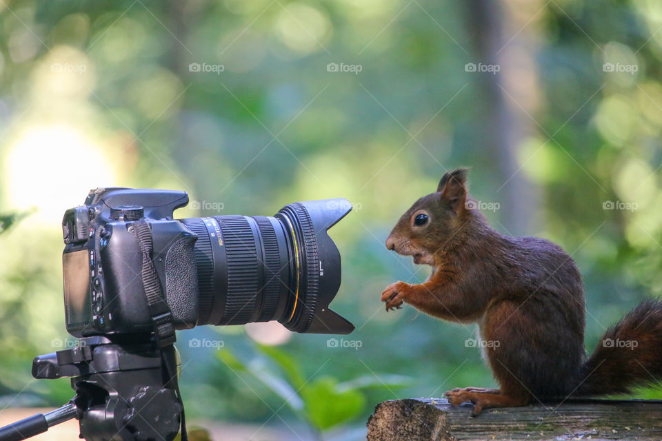 Red squirrel ready for a portrait