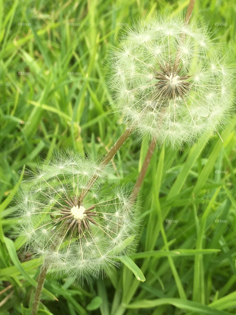 Seeding dandelion heads flowers growing in bright green grass outdoors suitable as background, wallpaper 