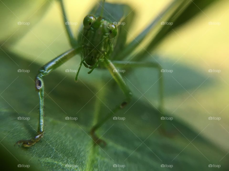 Grasshopper closeup 