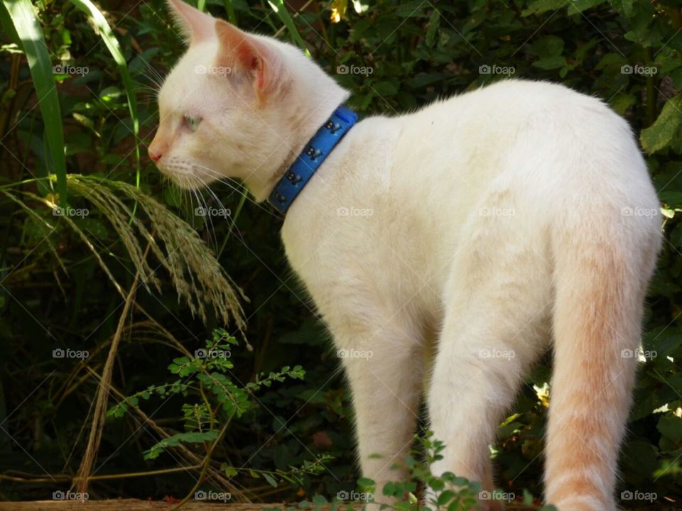 gato branco ar livre