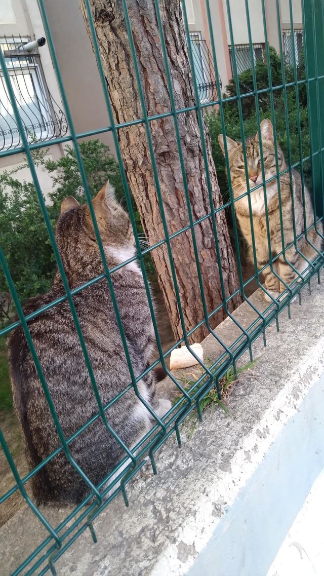 cats