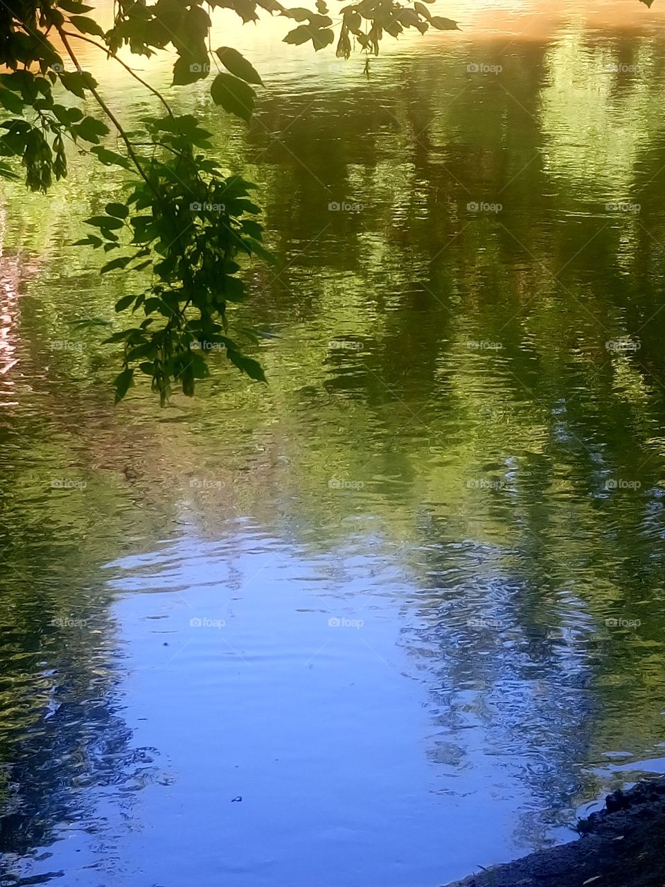 polish nature,  reflections in a small river,  in my neighborhood