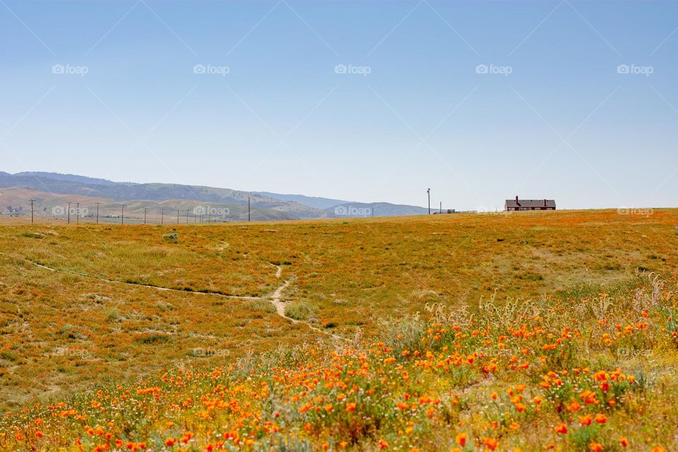Springtime! Welcome back the Poppy Flowers