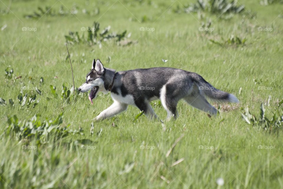 A moment in which you can see bright, colorful, blooming nature, the beauty and power of nature around. The incredible lush green of spring grass, in which a miracle is hidden, and watching the interaction of butterflies and bees.