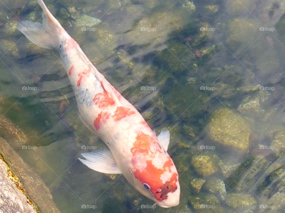 An orange and white koi fish swims happily.