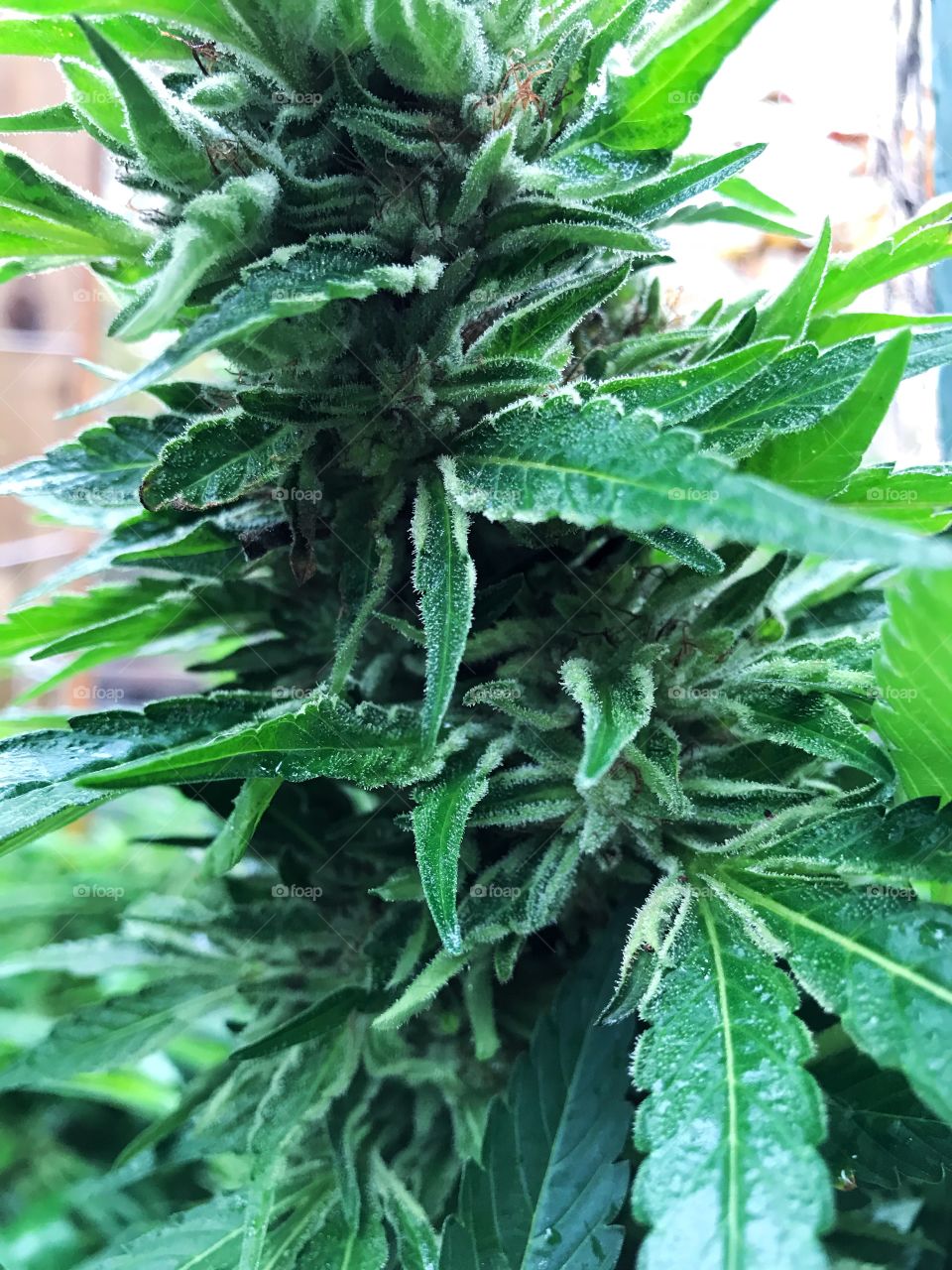 Big green cannabis flower ready for harvest. 