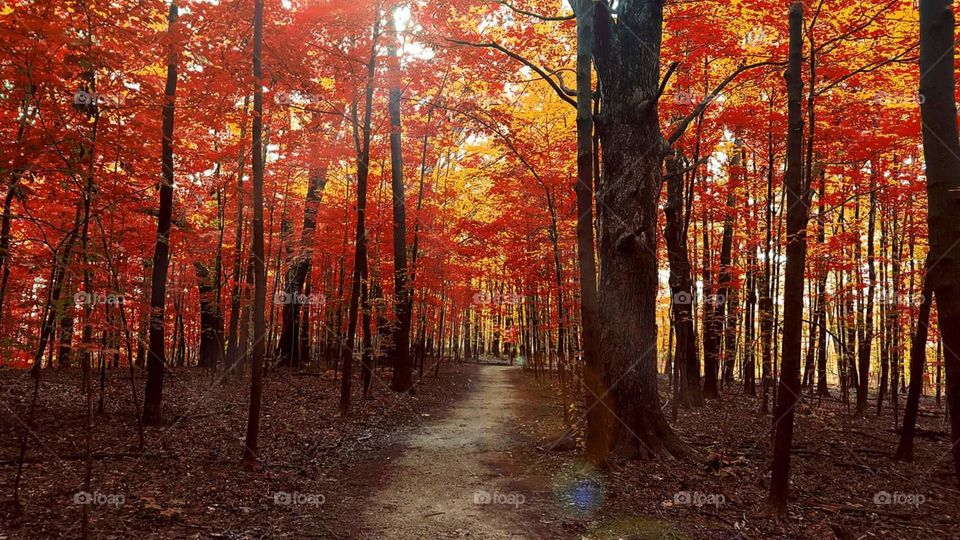 The red forest of fall.