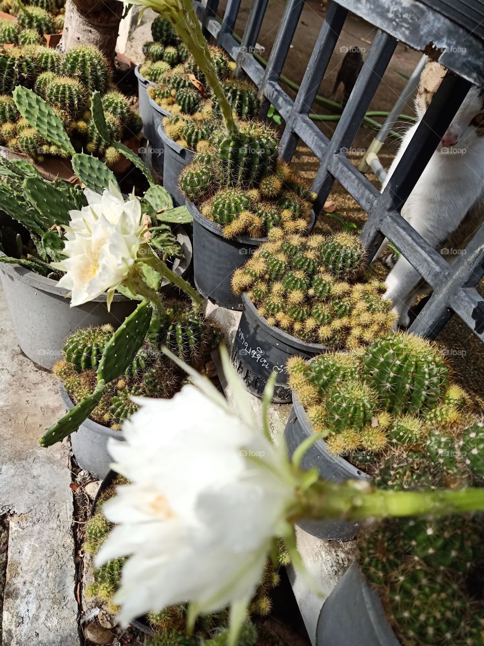 Beautiful Cactus Flower