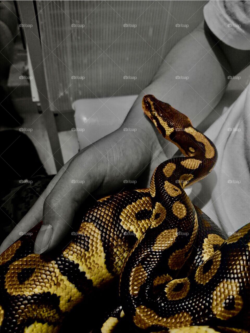 Python 