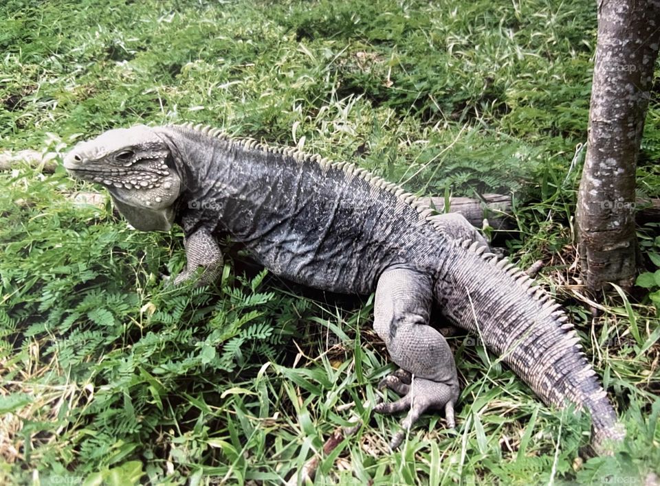 Iguana 🦎