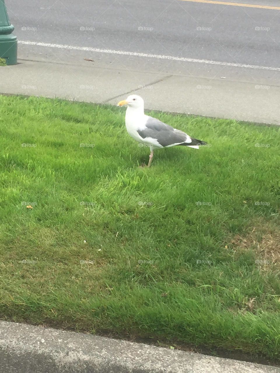 Friendly seagull