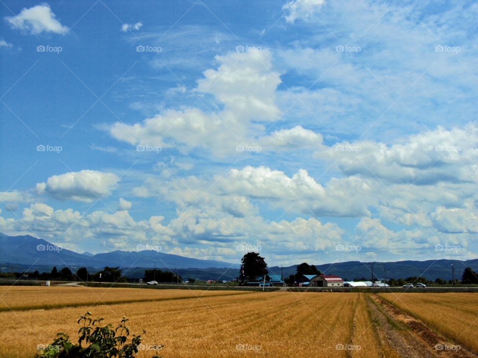 Sunny day in the rice fields.