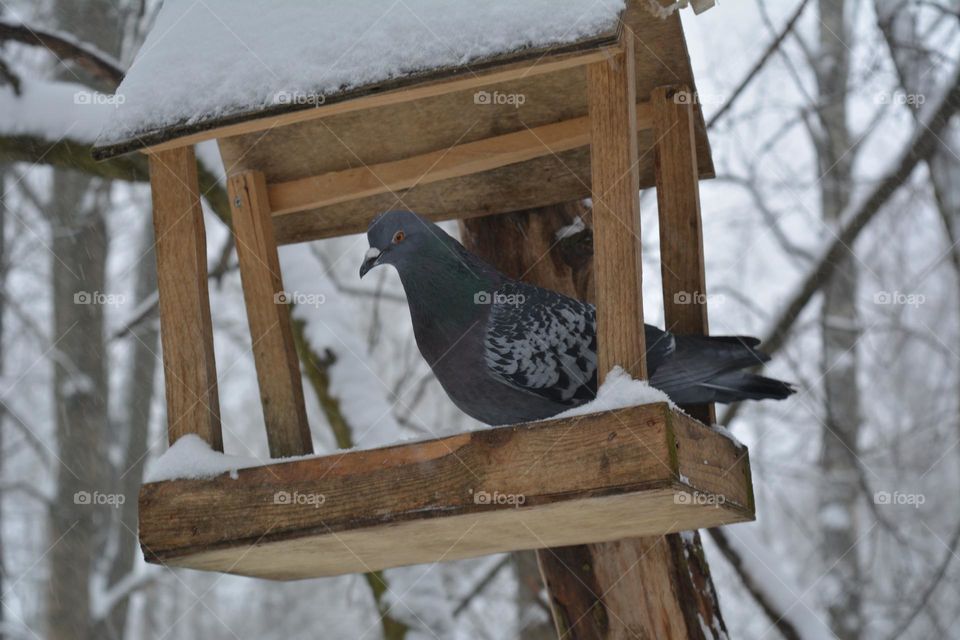 urban birds doves