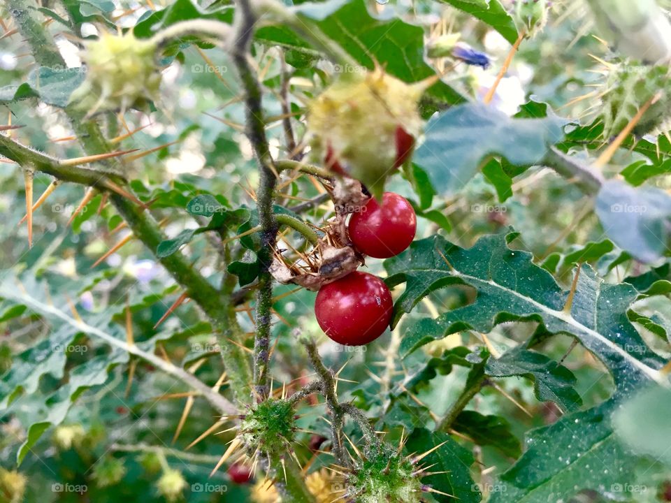 Thorny tree and its fruit are mostly colored in its nature. 
