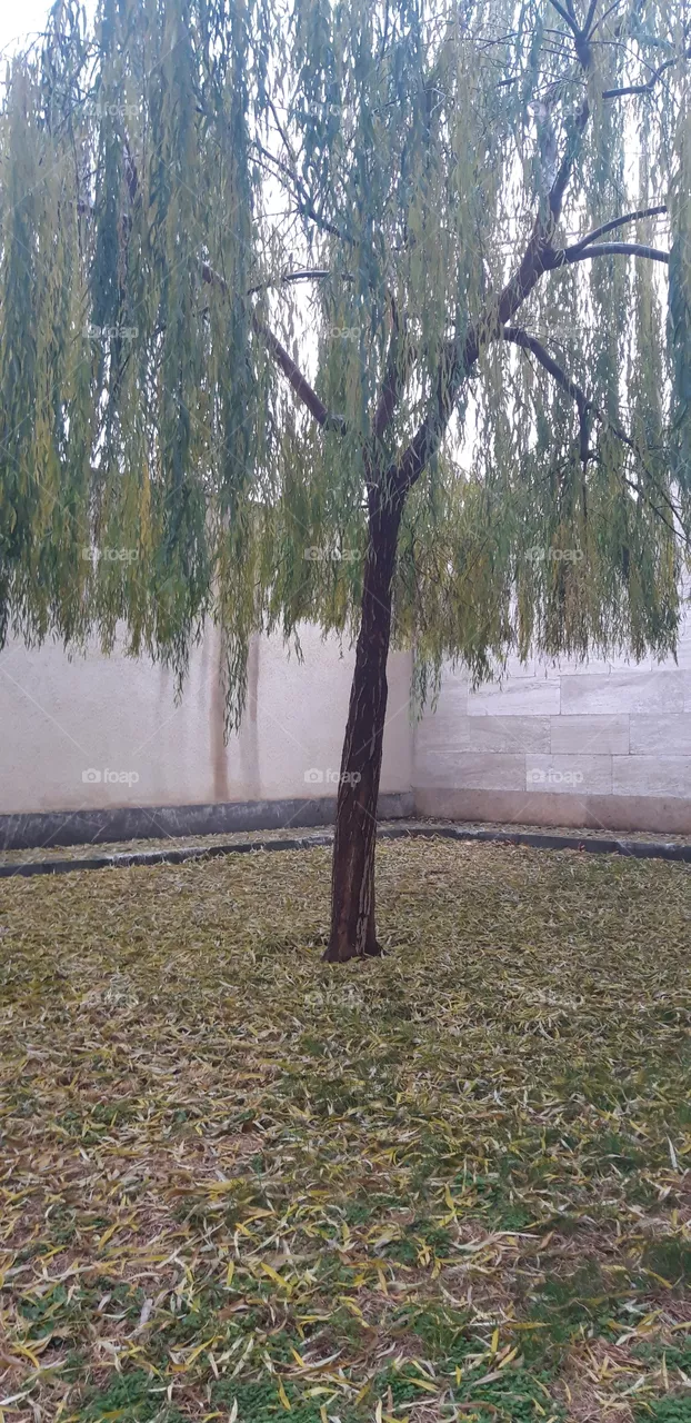 tree