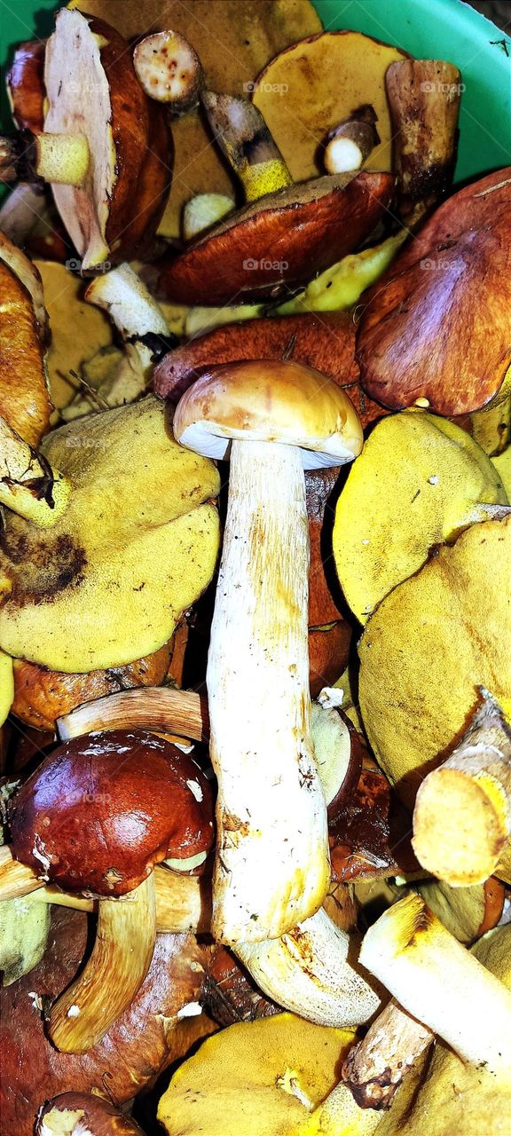 Collected forest mushrooms