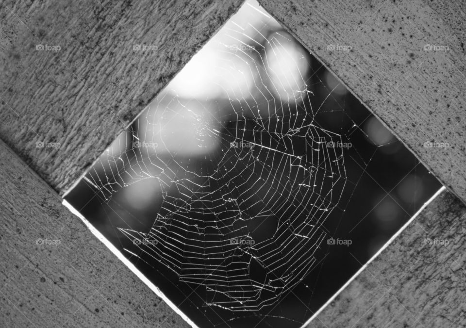 Spider, Trap, Spiderweb, Web, Cobweb