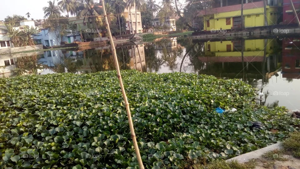 pond