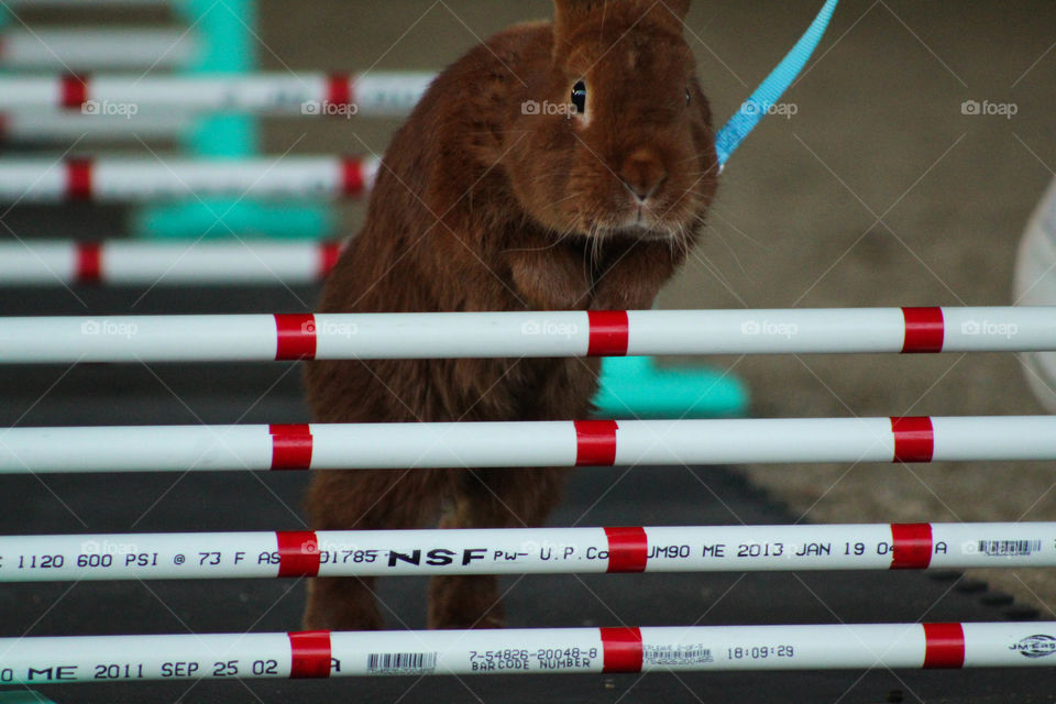 A cute bunny is being led through a rabbit-hopping course