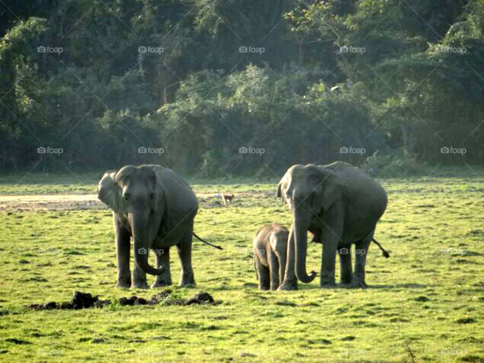Kaziranga national park elephant child with mom