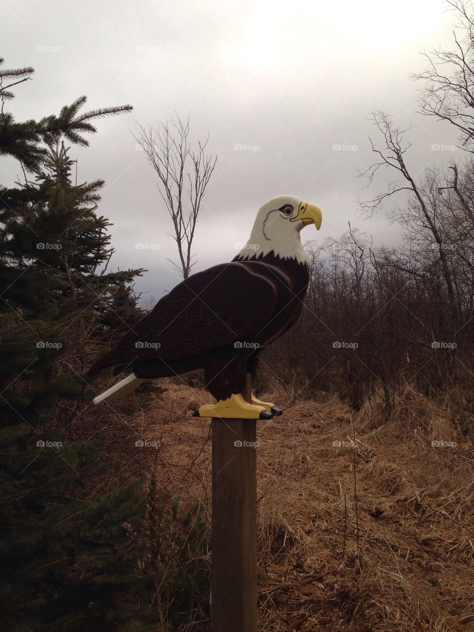 Wooden Eagle