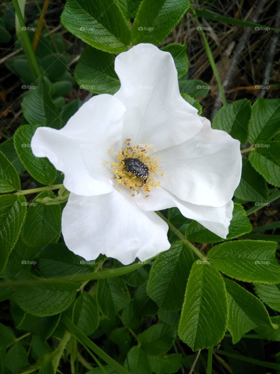 White flower with bug