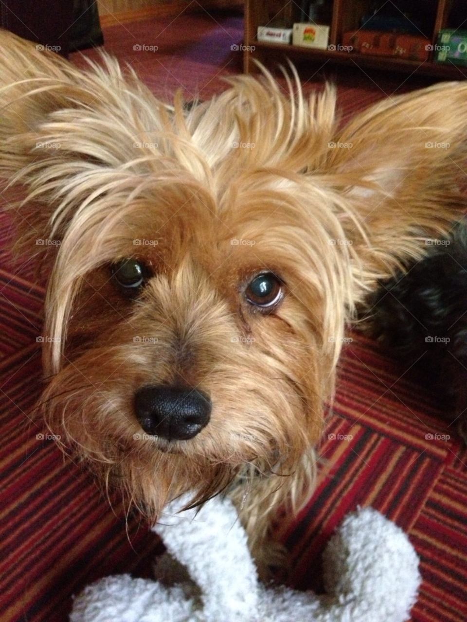 dog puppy yorkie inquisitive by stevehardley7