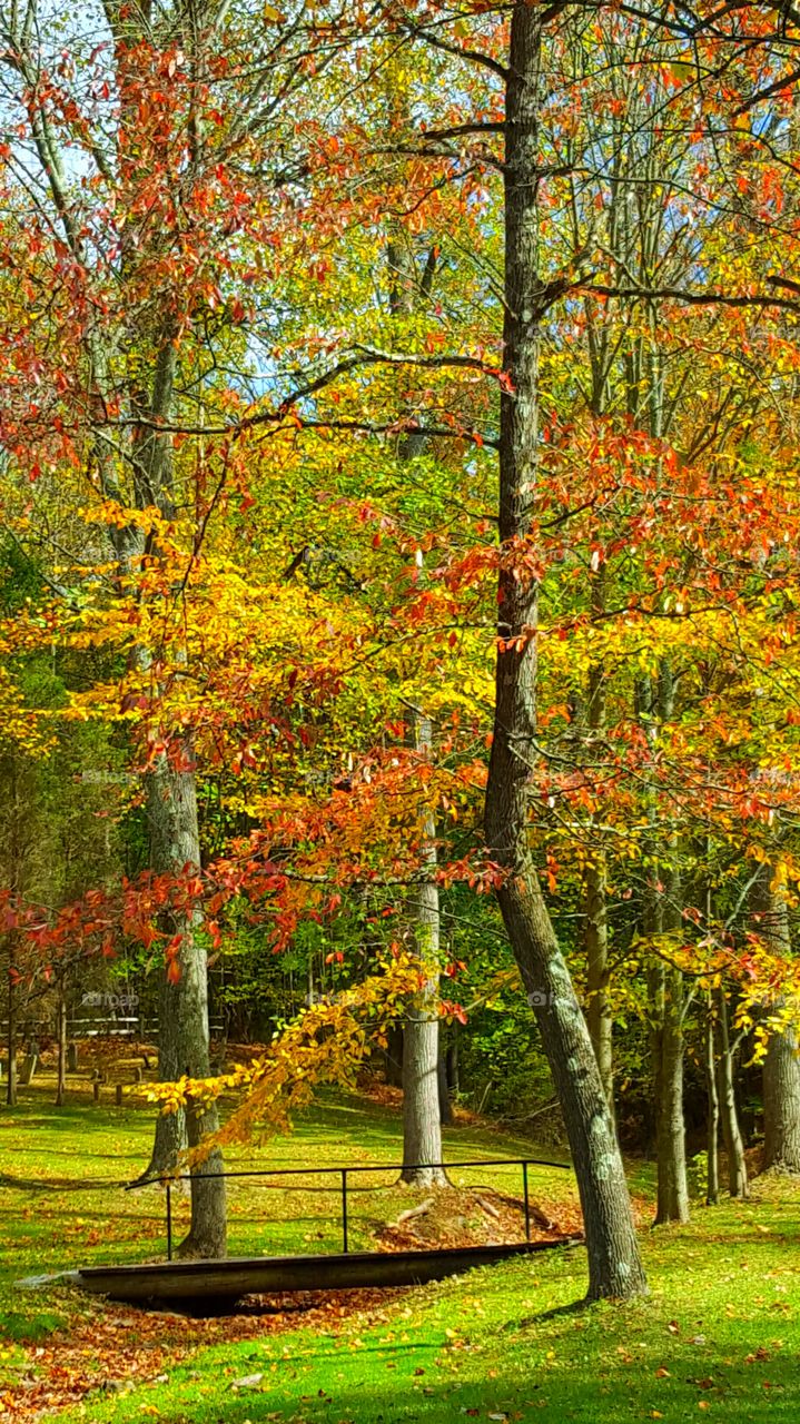 the forest in autumn