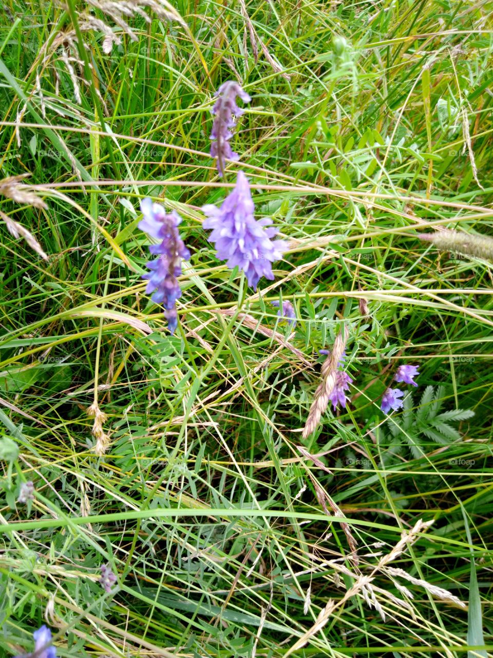 полевые цветы