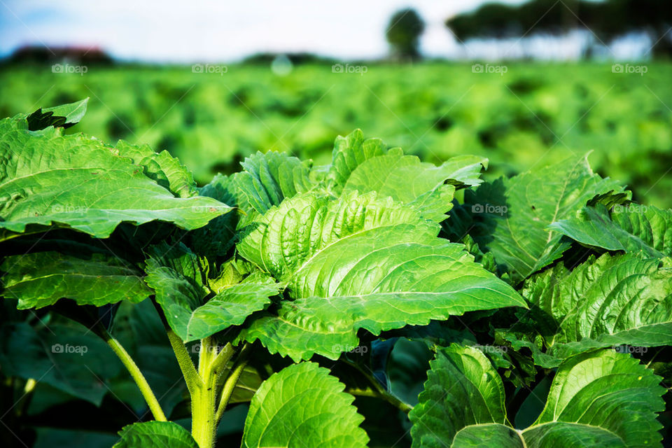 sunflower leaves