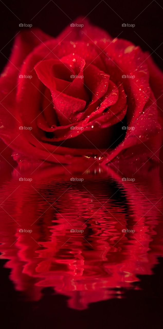 ROSE REFLECTION 