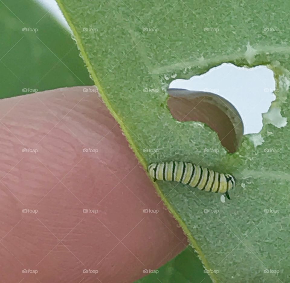 Young monarch caterpillar, very very tiny