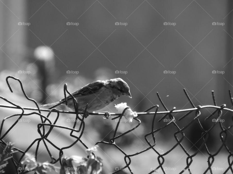 Sparrow on fence