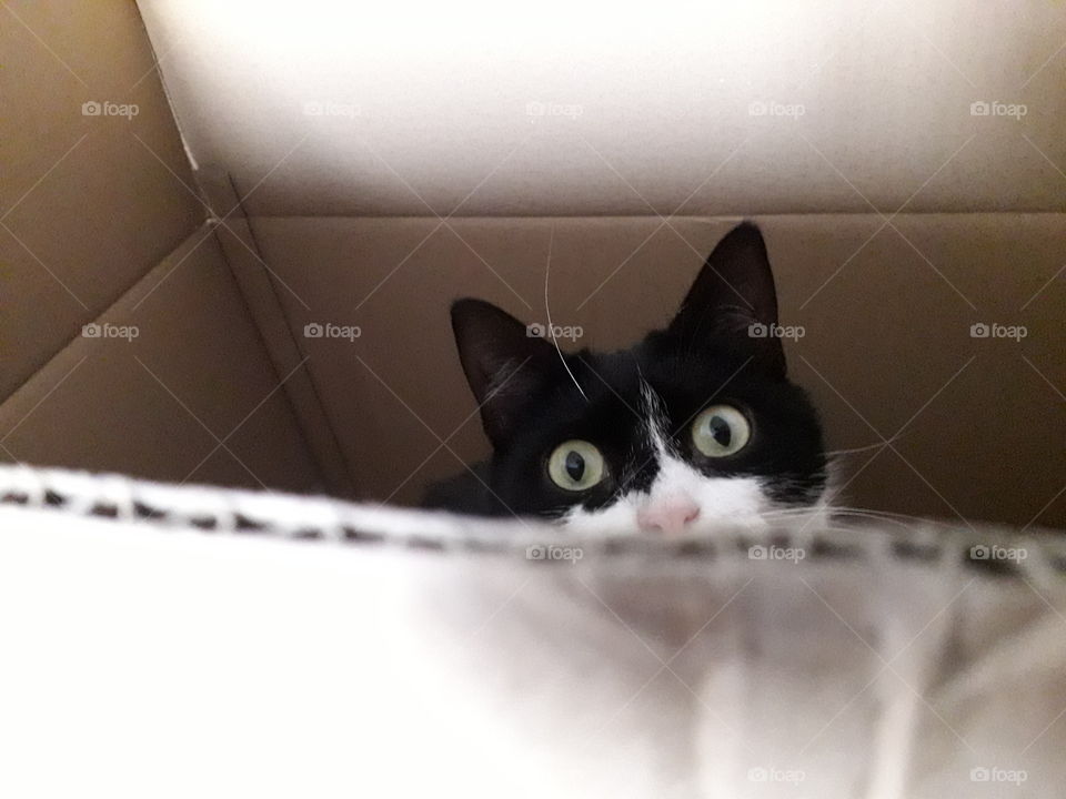 Cat in box