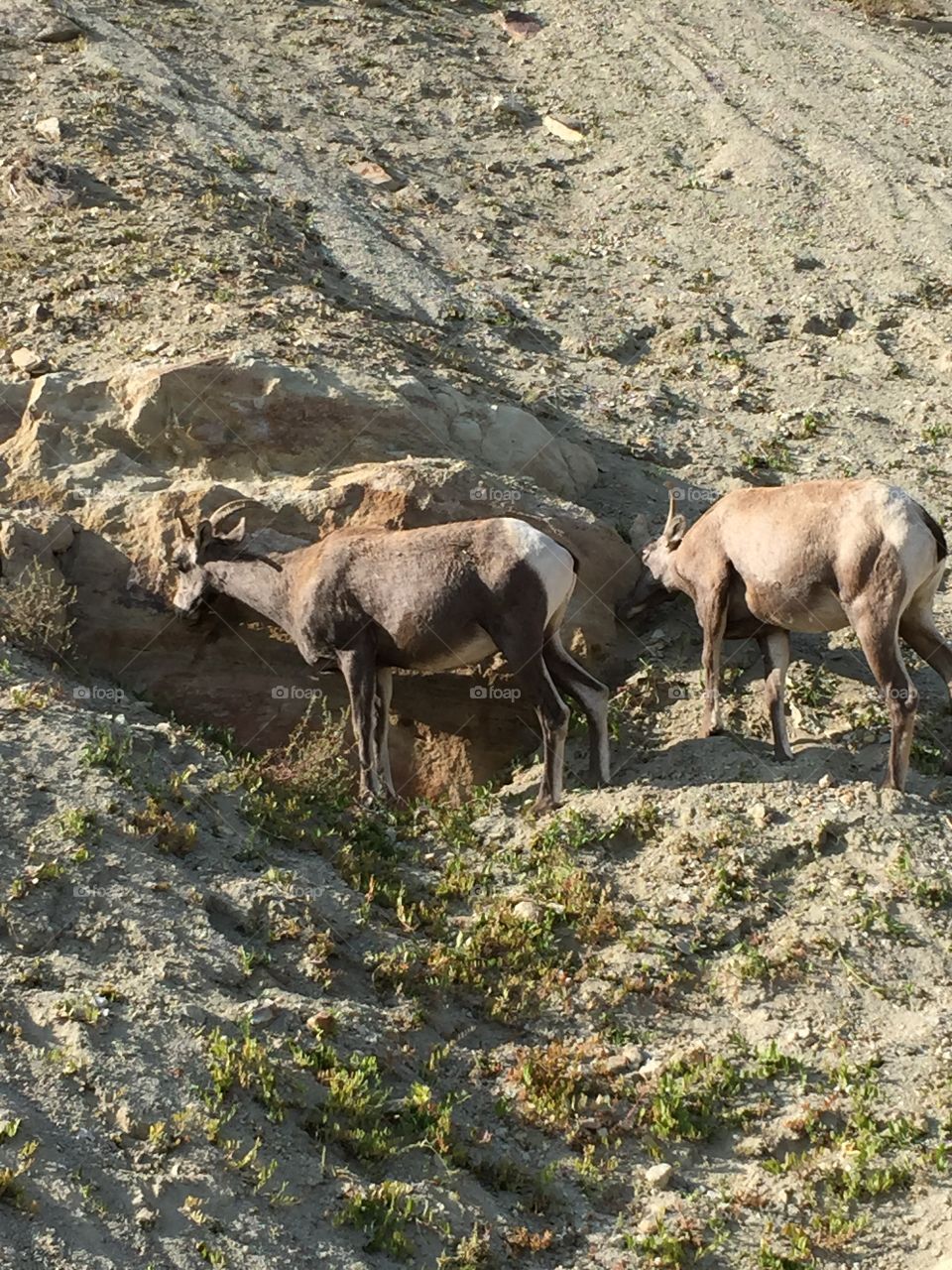 Mountain Goats. Saw these guys in CO