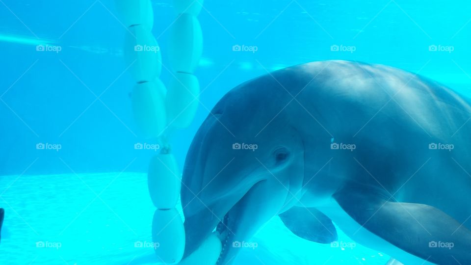 Dolphins under water