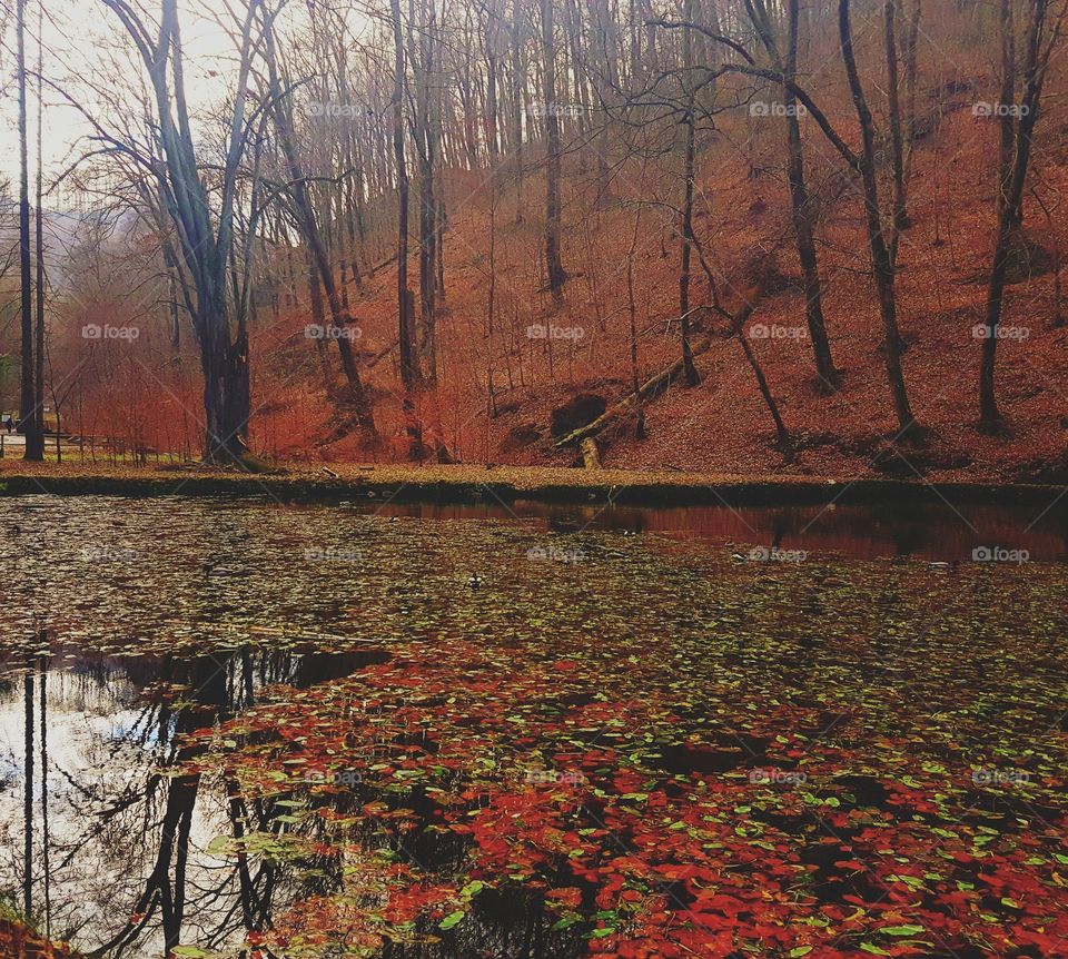 Autumn leafs floating on pond