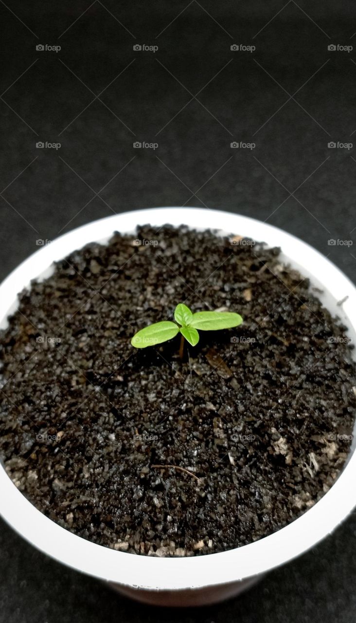 Growing tree from seed in the reusable ice cream cup