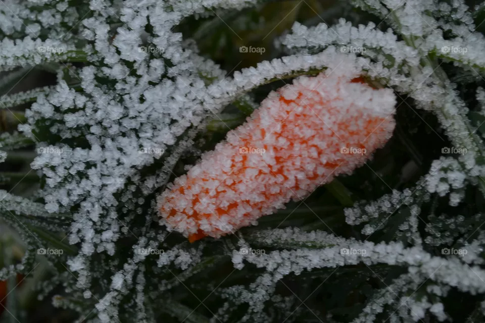 первый мороз