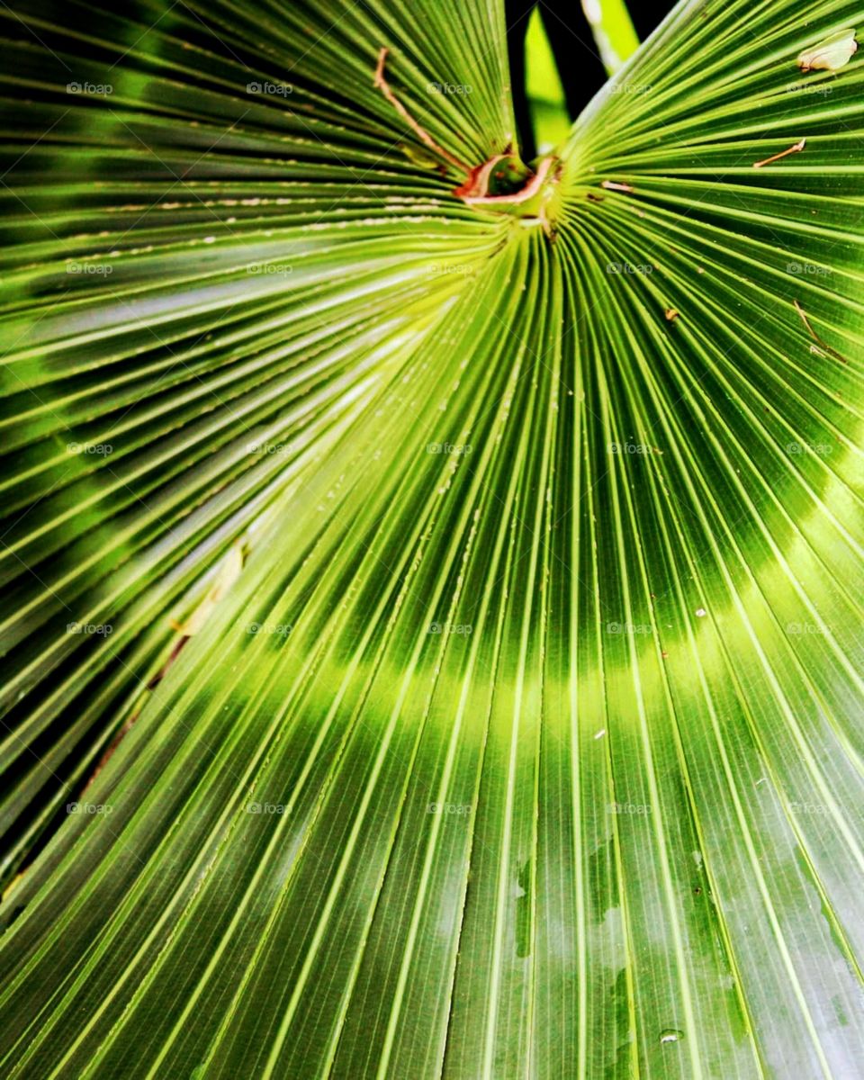 There is no better designer than nature.