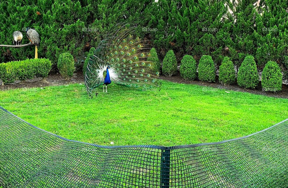 Peacock 🦚 in the garden
all green 😍