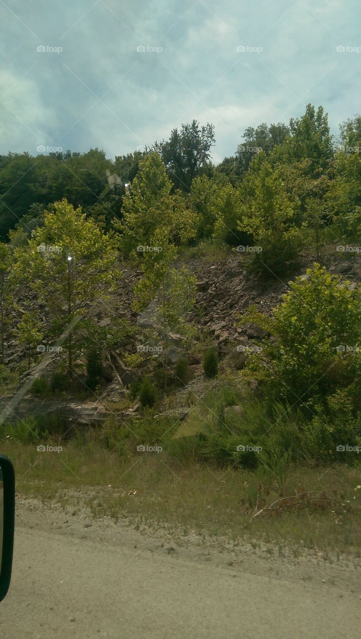 Landscape, Tree, No Person, Wood, Nature