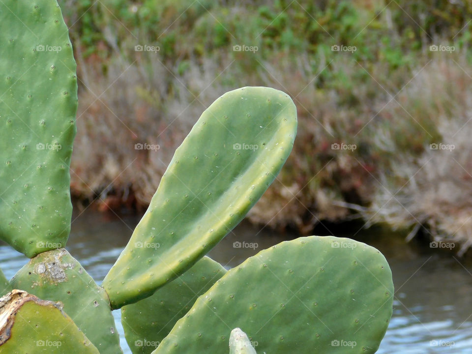 thorny plant