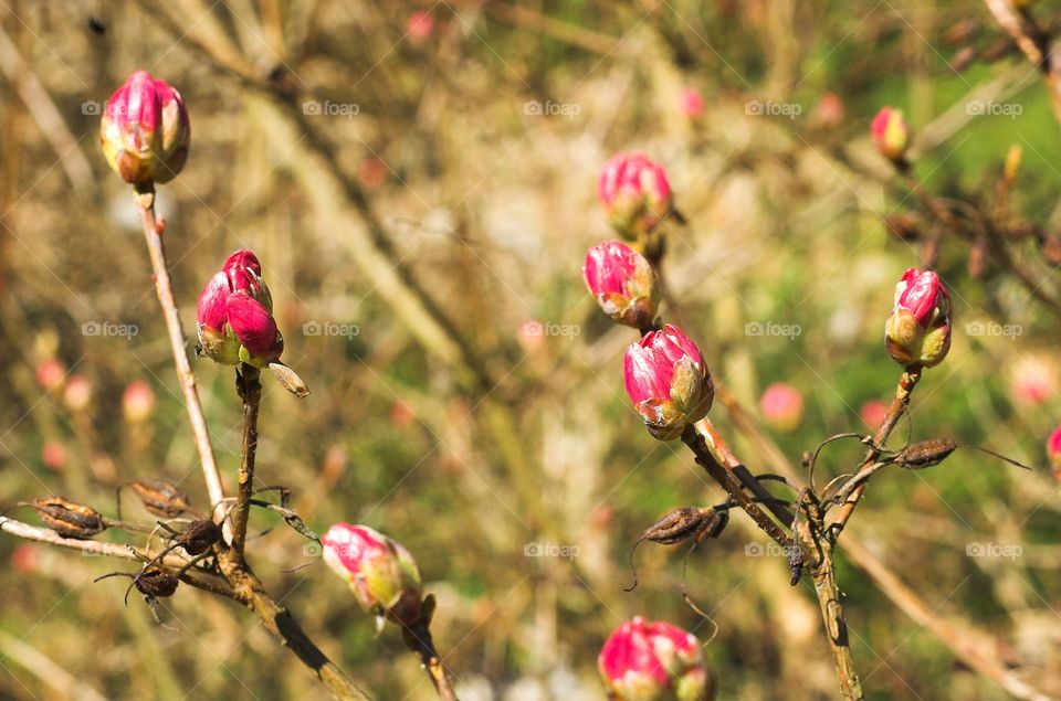 Nature, Flower, No Person, Leaf, Outdoors