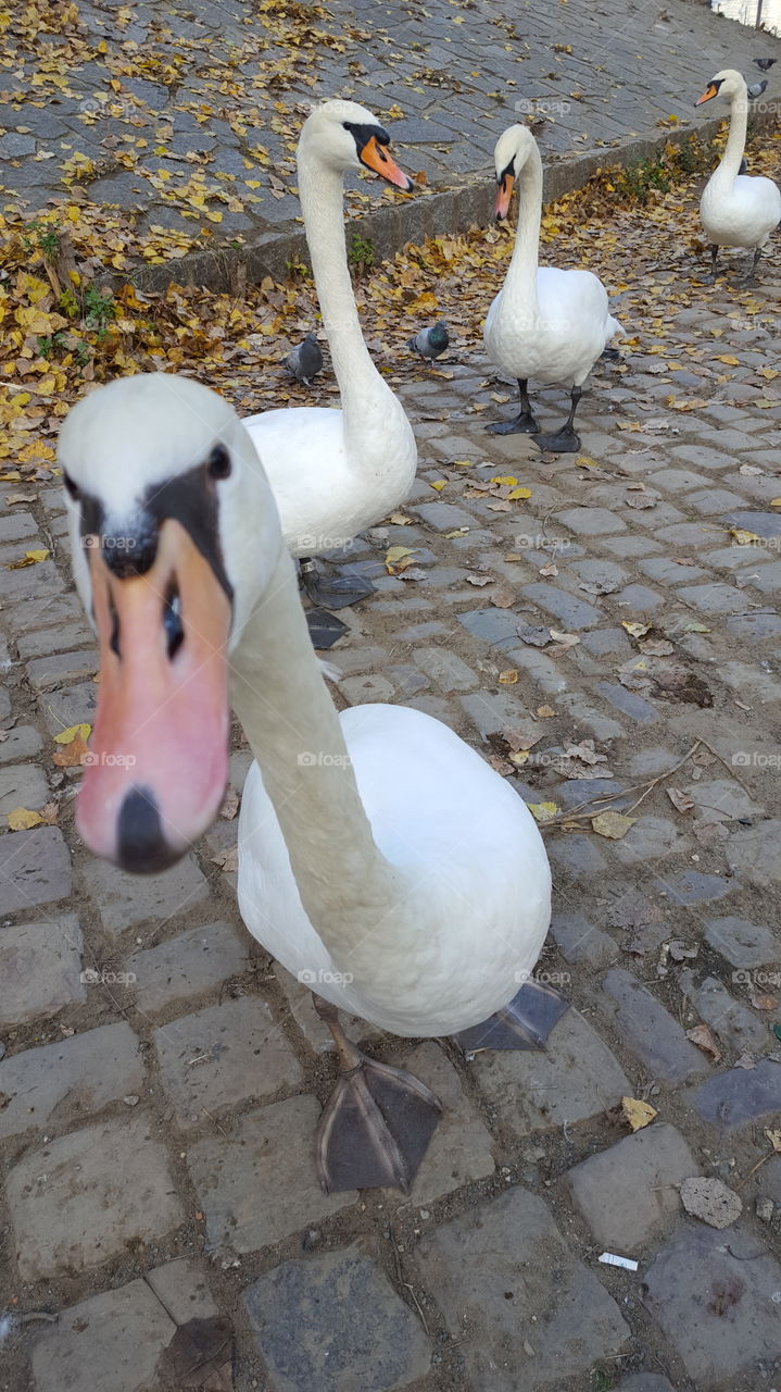 Swan, Bird, Goose, Lake, Nature
