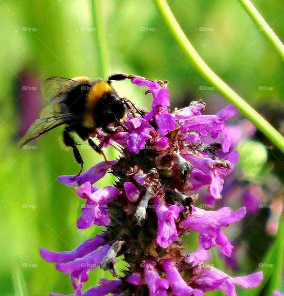 Bumble bee on purple flower