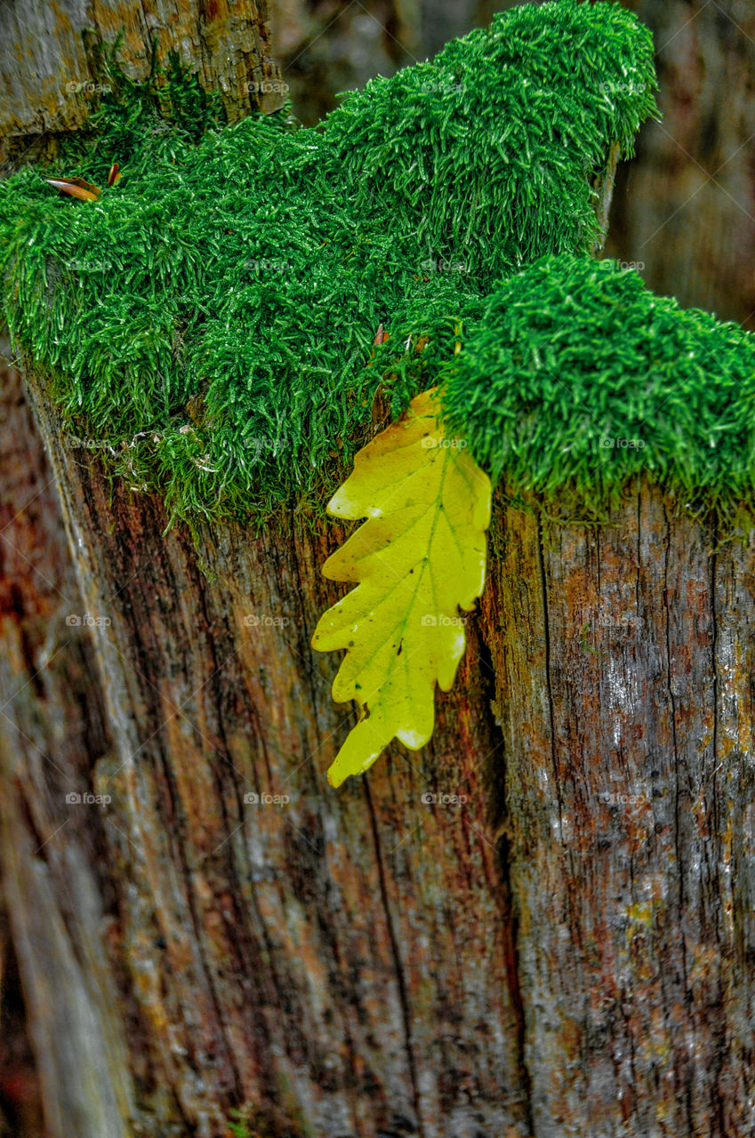 yellow leaf on a tree stump with moss