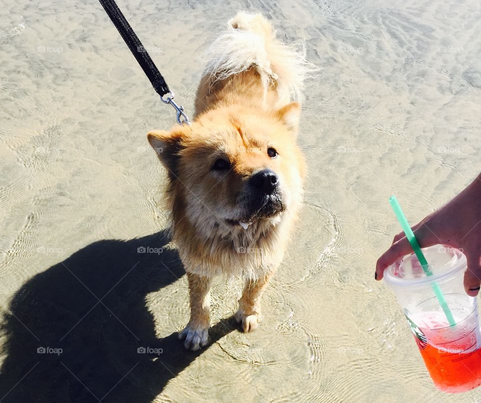 My dog at the beach! 