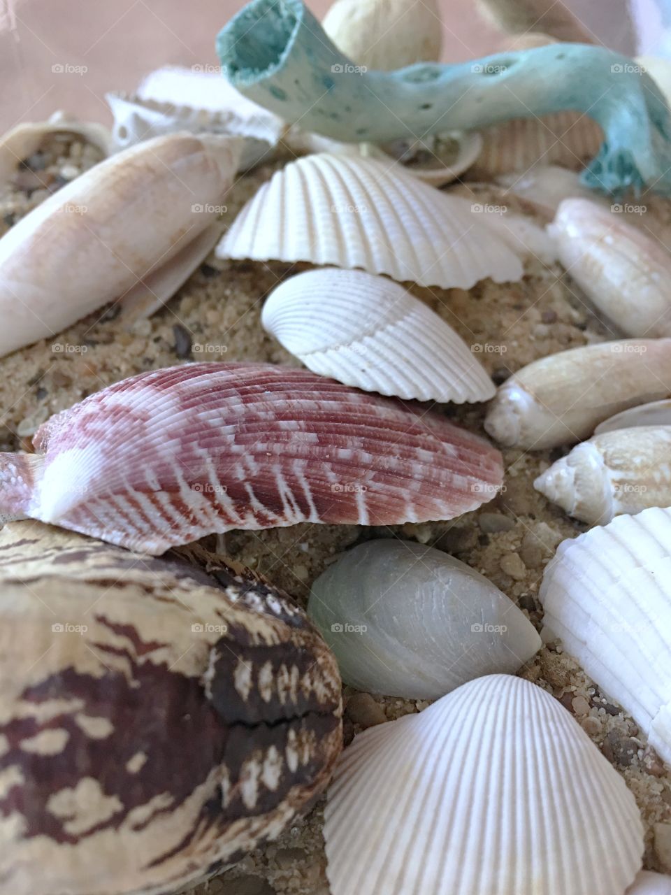 Sea shells from the sea shore