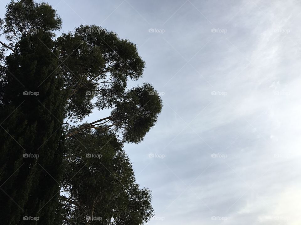 Two different kinds of trees on a cloudy day.